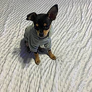 Ace is registered to the contest to win money with this photo: dog, puppy, small_dog, black_and_tan, sweater, clothing, sitting, bed, bedspread, indoors, pet, cute, portrait, looking_at_camera, ears, paws, brown_markings, gray_clothing, home, animal