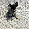 dog, puppy, small_dog, black_and_tan, sweater, clothing, sitting, bed, bedspread, indoors, pet, cute, portrait, looking_at_camera, ears, paws, brown_markings, gray_clothing, home, animal