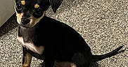 Ace is registered to the contest to win money with this photo: dog, puppy, black_and_tan, sitting, indoor, carpet, floor, pet, canine, short_hair, floppy_ears, long_tail, brown_markings, black_fur, white_chest, white_paws, portrait, home, adorable, animal