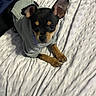 Ace is registered to the contest to win money with this photo: dog, puppy, black_and_tan, small_dog, sweater, clothing, bed, bedspread, bedding, indoors, portrait, sitting, lying_down, paws, ears, brown_markings, black_fur, cute, pet, cozy
