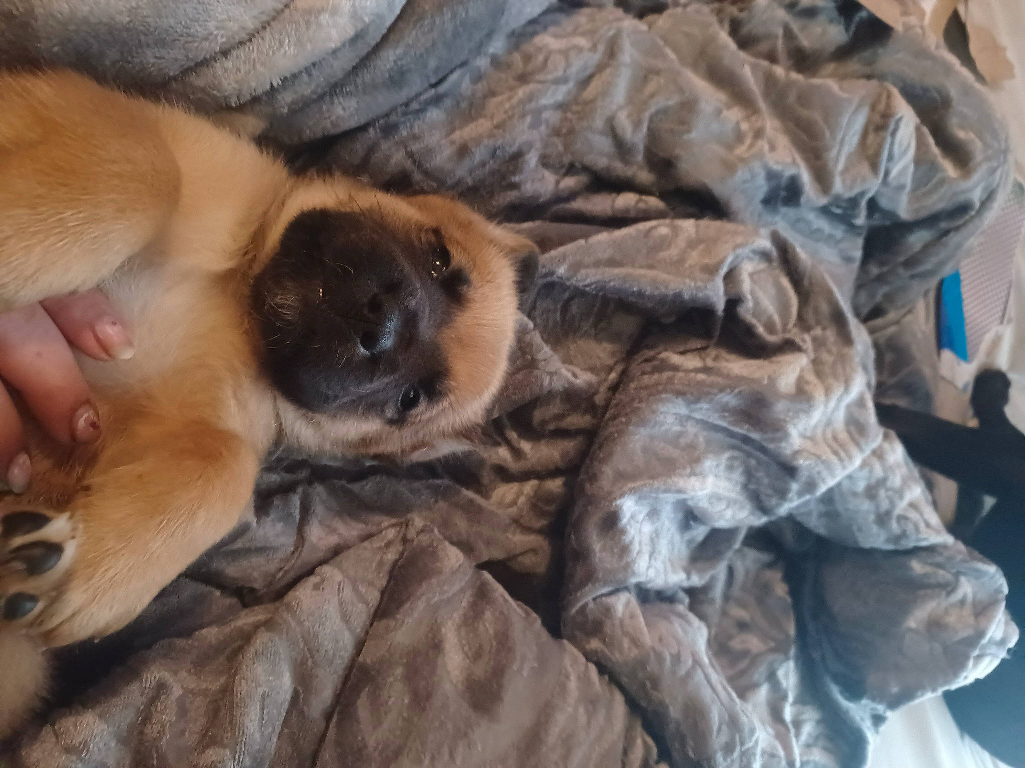 Sampson