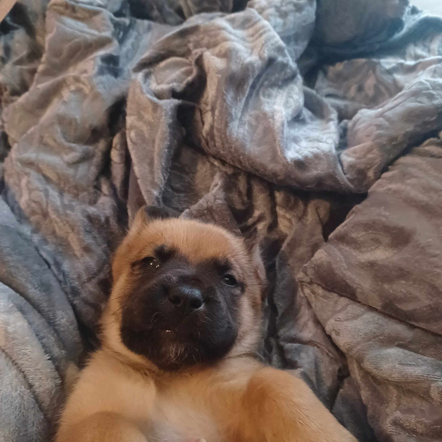 Sampson