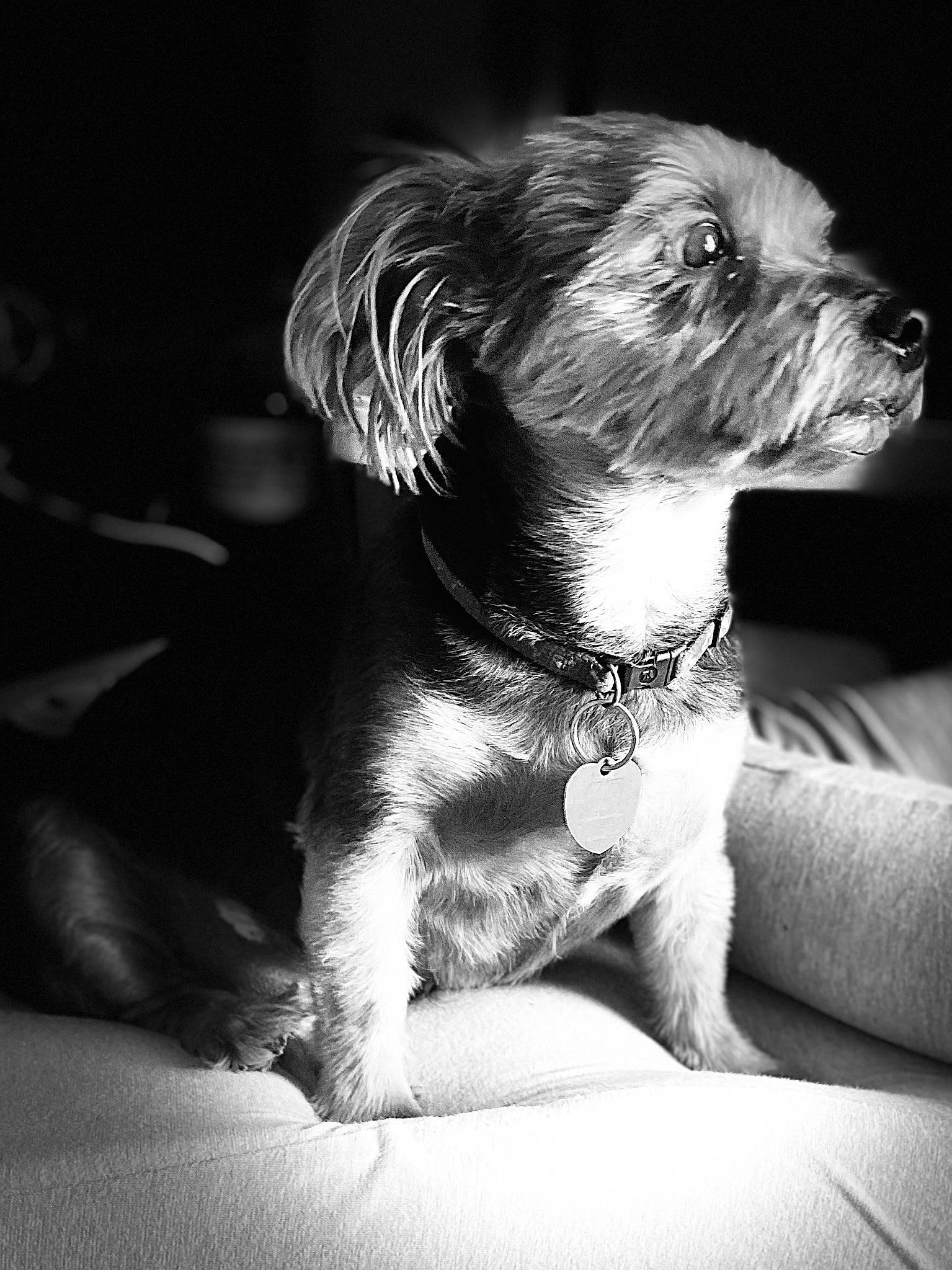 Dillon