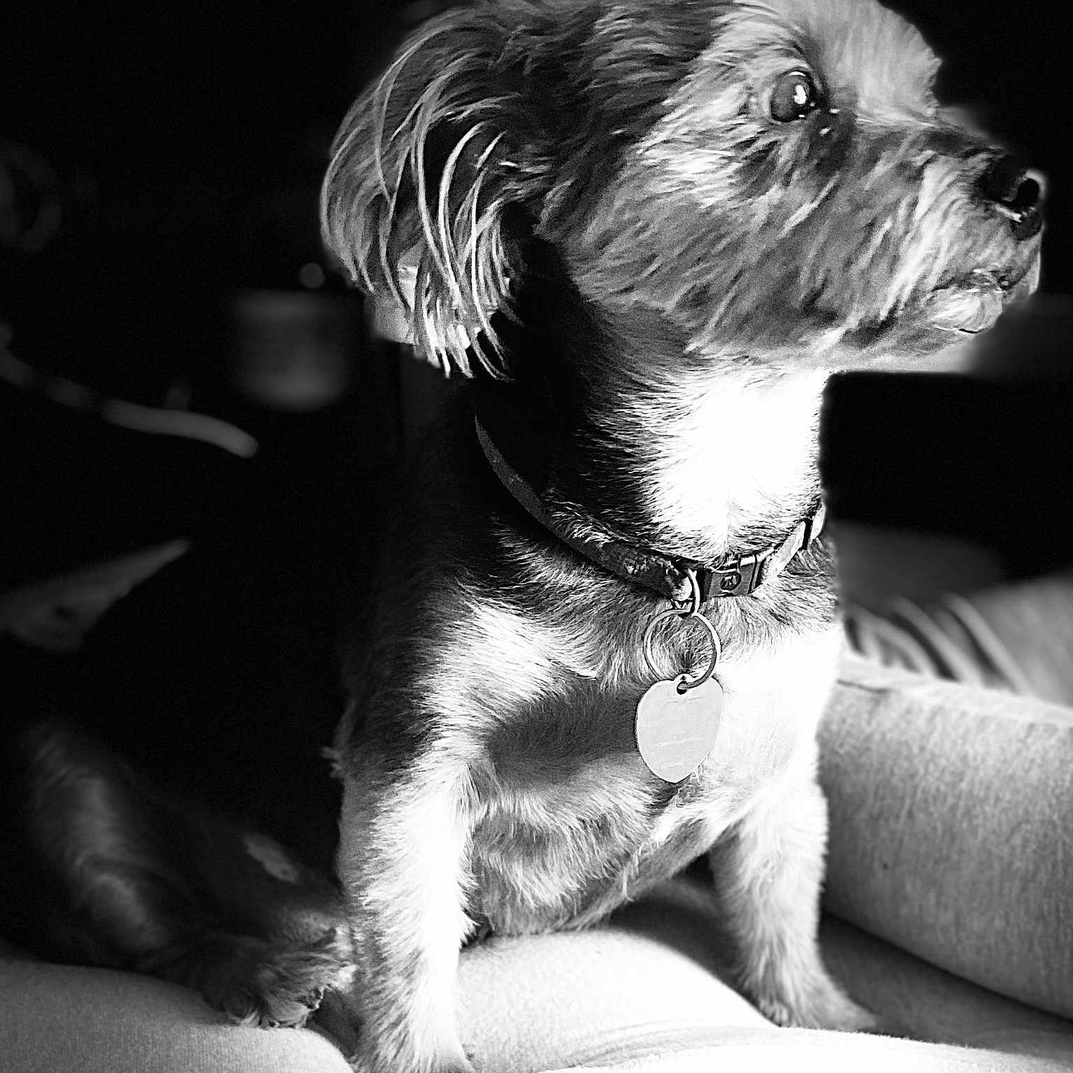 Dillon