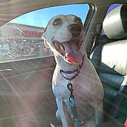 Zoey joined the competition — help win amazing prizes! dog, car, sunlight, leash, collar, pet, animal, inside, window, seat, happy, tongue_out, sunflare, daytime, transportation, canine, smiling, domestic_animal, passenger_seat, bright