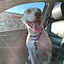 dog, car, sunlight, leash, collar, pet, animal, inside, window, seat, happy, tongue_out, sunflare, daytime, transportation, canine, smiling, domestic_animal, passenger_seat, bright