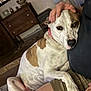 Zoey is registered to the contest to win money with this photo: dog, pet, snuggling, couch, person, hand, indoor, relaxing, brown, white, fur, collar, comfort, home, legs, casual, shorts, affection, resting, closeup