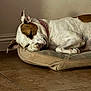 Zoey is registered to the contest to win money with this photo: dog, sleeping, pet_bed, floor, tile_floor, white_dog, brown_patch, collar, resting, indoor, paw, cozy, relaxed, canine, animal, fur, quiet, comfort, home, napping