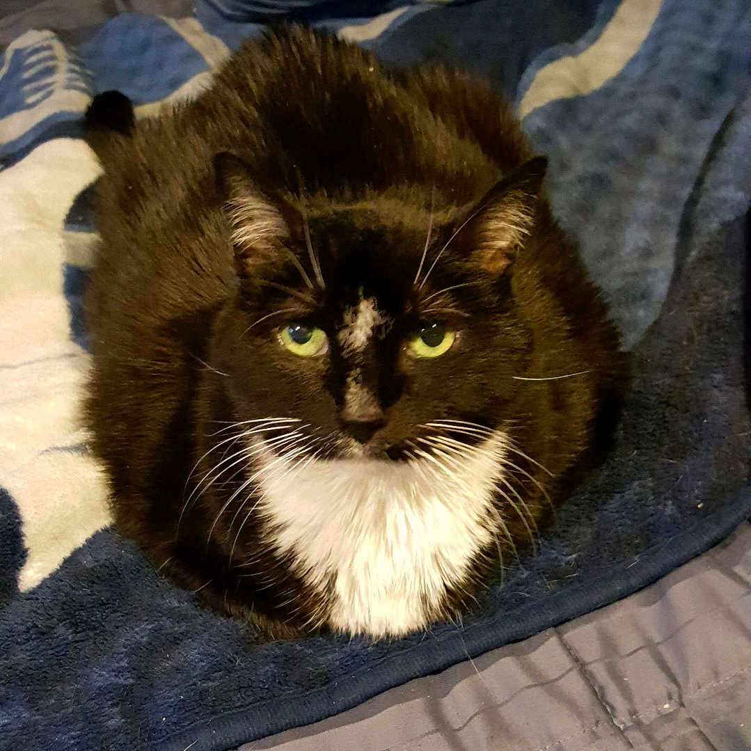 Angel