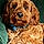 Charlie