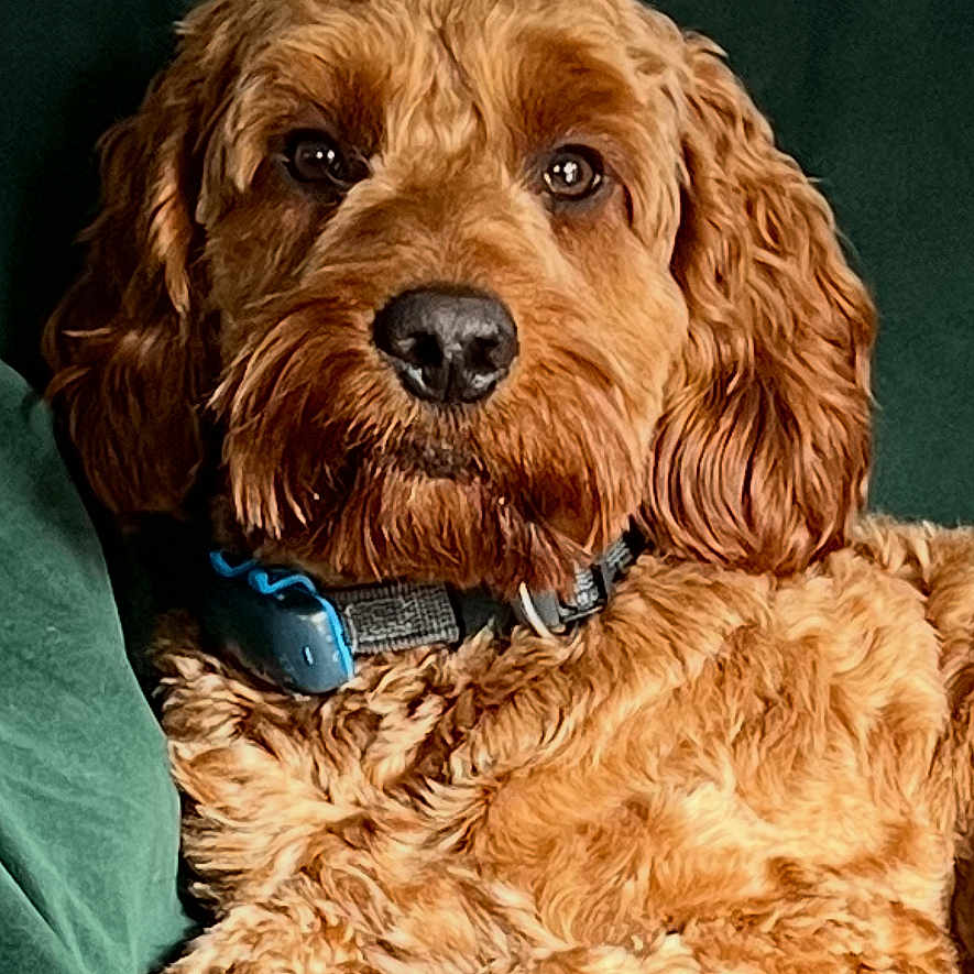 Charlie is registered to the contest to win money with this photo: animal, brown, canine, closeup, collar, companion, couch, curly_fur, cute, dog, domestic, fur, furniture, home, indoor, mammal, pet, portrait, relaxed, sitting