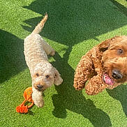 Ozzy joined the competition — help win amazing prizes! dog, dogs, curly_fur, grass, toy, orange_toy, playful, sunlight, shadow, pet, outdoor, happy, jumping, tongue_out, brown_dog, cream_dog, summer, daylight, animal, cute
