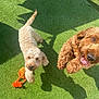 dog, dogs, curly_fur, grass, toy, orange_toy, playful, sunlight, shadow, pet, outdoor, happy, jumping, tongue_out, brown_dog, cream_dog, summer, daylight, animal, cute