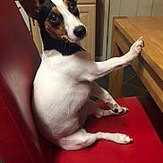 Molly joined the competition — help win amazing prizes!