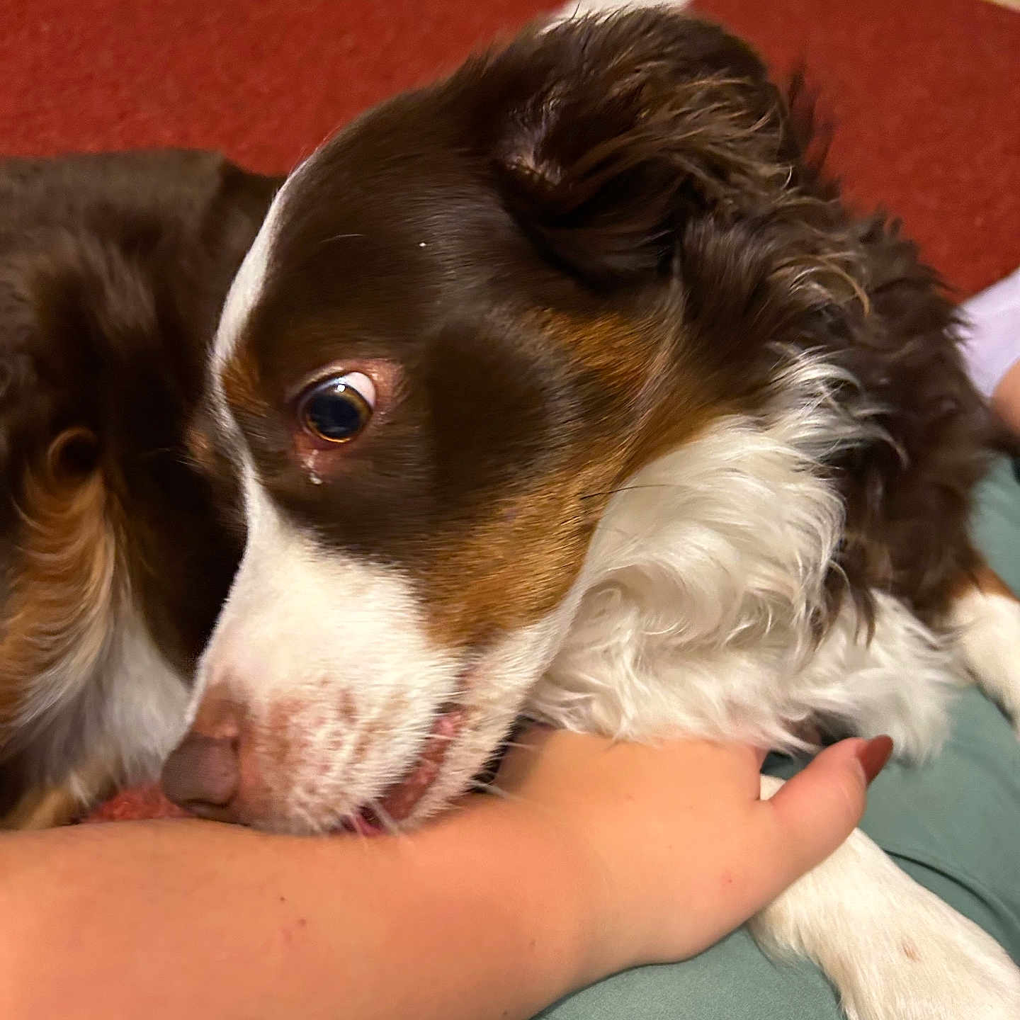 Princess joined the competition — help win amazing prizes! animal, arm, bite, brown_and_white, canine, carpet, close_up, curious, cute, dog, eye, floor, fur, hand, indoor, nibble, paw, person, pet, playing