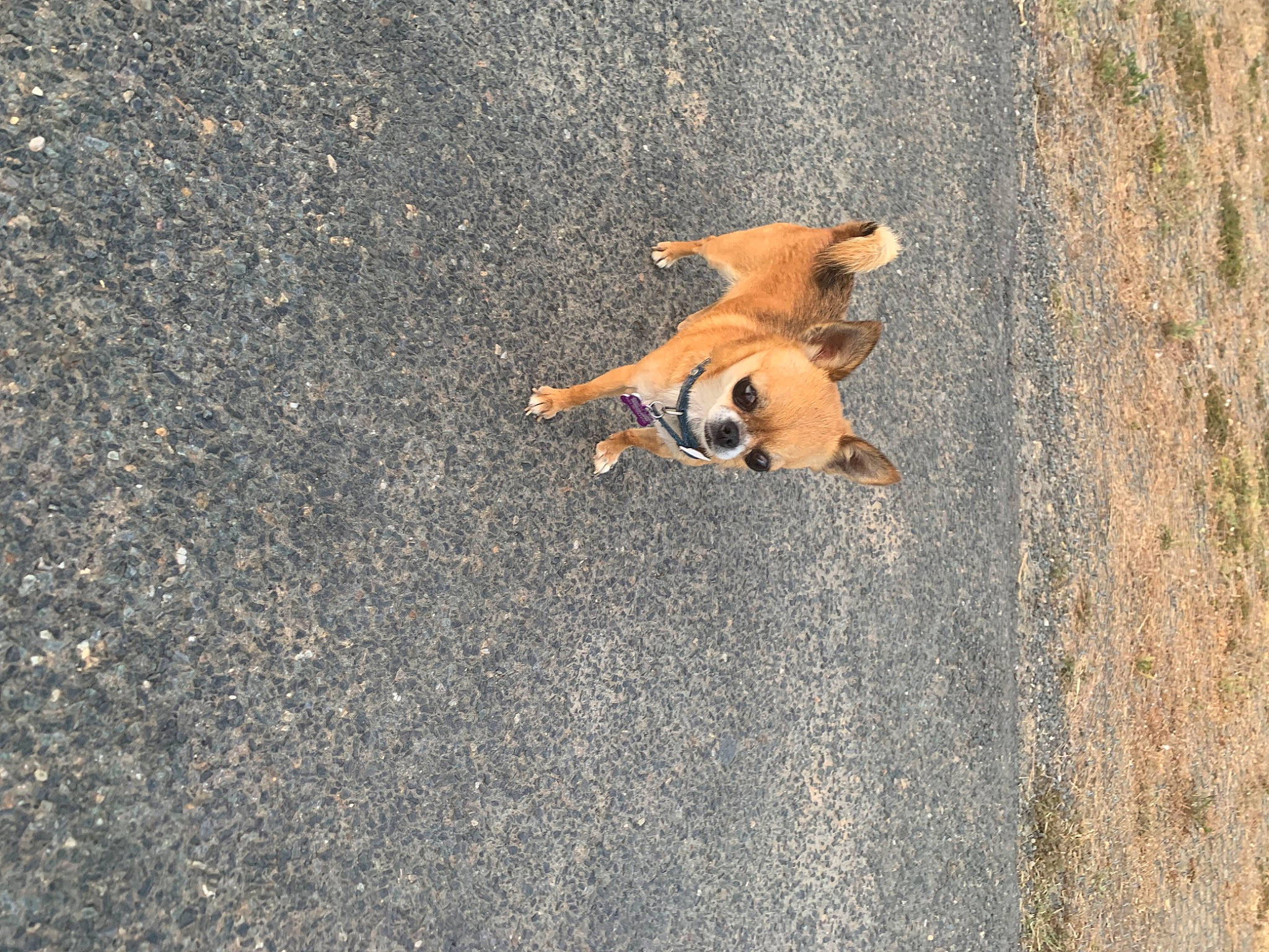 Lola participe au concours pour gagner de l'argent avec cette photo : asphalt, canidae, carnivore, companion_dog, concrete, dog, dog_breed, fawn, fur, grass, landscape, paw, road_surface, sand, shadow, soil, sporting_group, tail, tar, wood