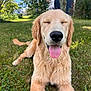 golden_retriever, dog, puppy, grass, outdoor, sunny, happy, tongue_out, nature, greenery, tree, pet, animal, canine, summer, relaxed, smiling, close_up, portrait, yard