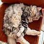 cat, chair, comfort, cozy, daylight, floor, fluffy, fur, home, indoor, orange, paw, pet, quiet, relaxed, resting, sleeping, tail, velvet, whiskers