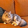 Thor a rejoint le concours — aidez-le/la à gagner de superbes lots ! animal, calm, cat, couch, cozy, cute, domestic, eyes, feline, fluffy, fur, indoor, living_room, orange, paw, pet, portrait, relaxed, resting, soft