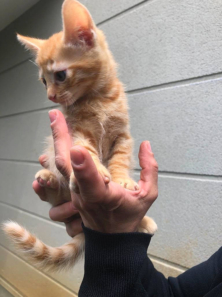 P'Tit Chat a rejoint le concours — aidez-le/la à gagner de superbes lots ! carnivore, cat, claw, domestic_short_haired_cat, fawn, felidae, finger, fur, gesture, hand, nail, paw, sign_language, small_to_medium_sized_cats, snout, tail, thumb, whiskers