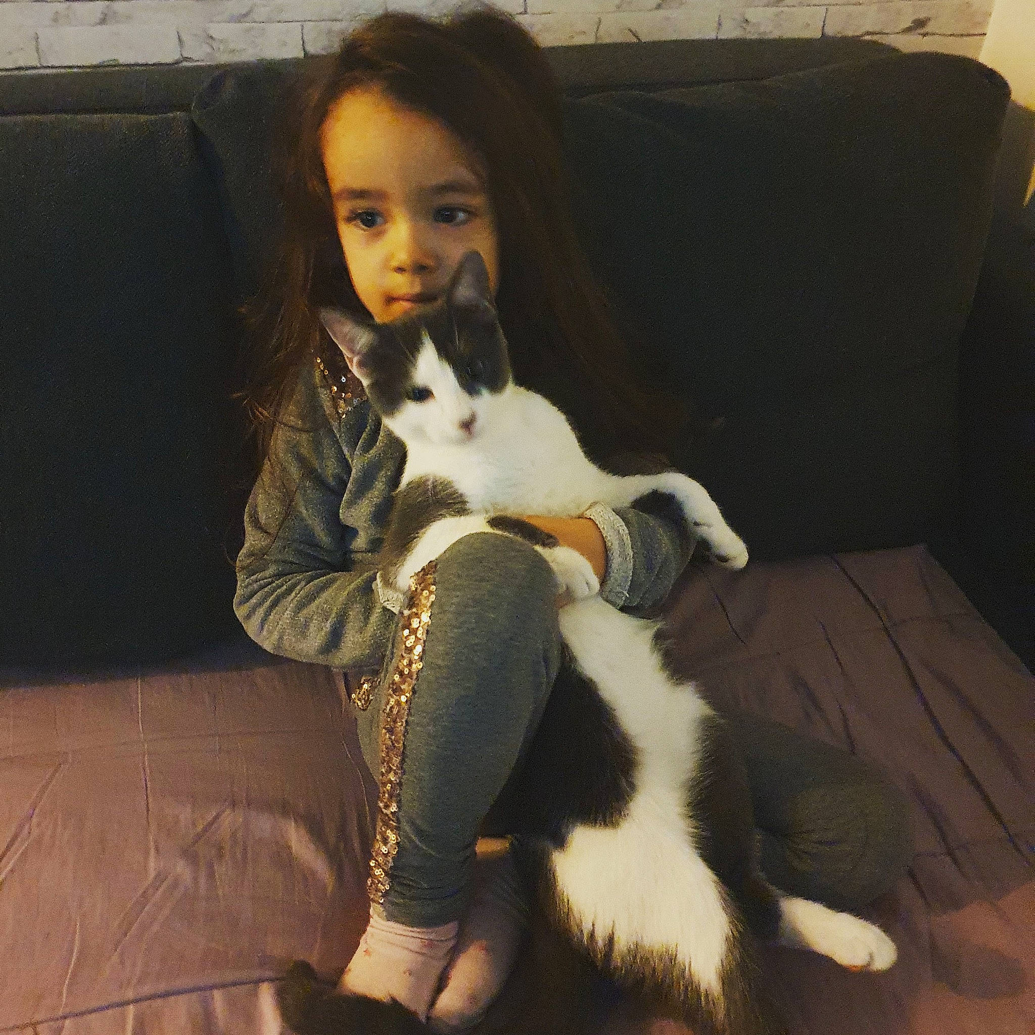 Coquine participe au concours pour gagner de l'argent avec cette photo : carnivore, cat, comfort, couch, domestic_short_haired_cat, felidae, foot, fur, human, lap, living_room, paw, sitting, slipcover, small_to_medium_sized_cats, sofa_bed, studio_couch, toe, vertebrate, whiskers