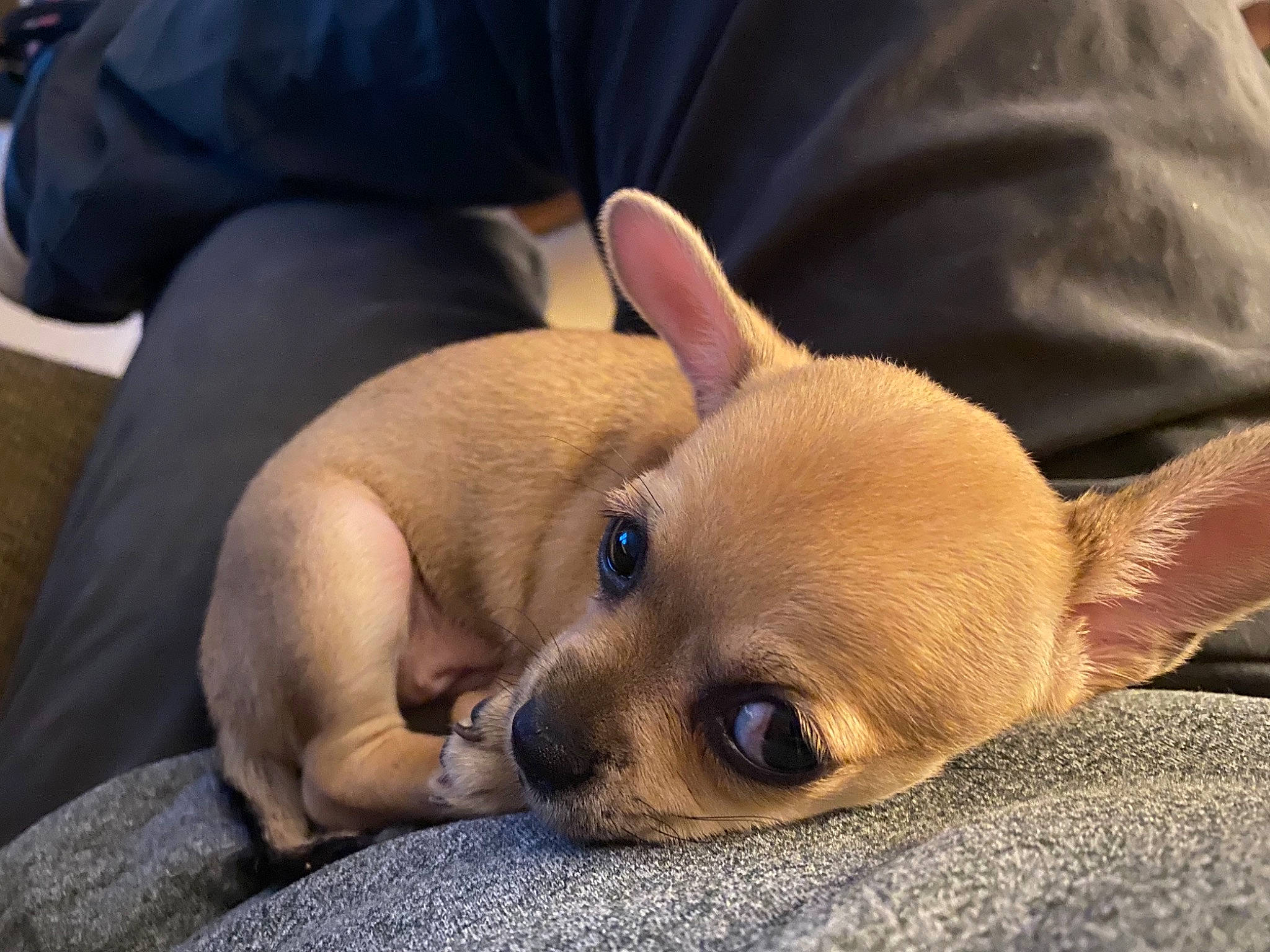 Izzy is registered to the contest to win money with this photo: canidae, carnivore, chihuahua, comfort, companion_dog, dog, dog_breed, ear, eye, fawn, fur, head, nap, paw, snout, sporting_group, terrestrial_animal, toy_dog, whiskers, working_animal