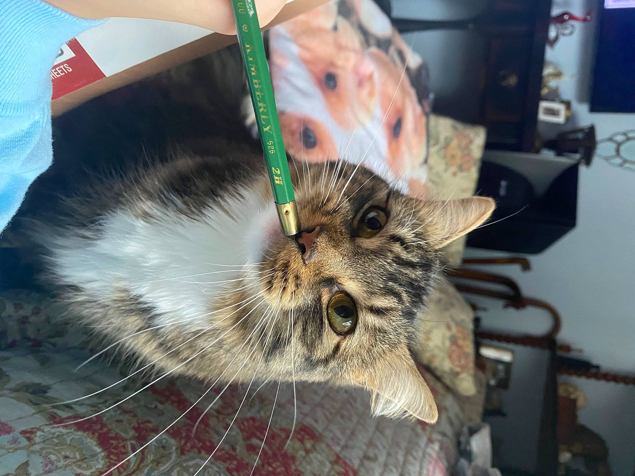 Benicio joined the competition — help win amazing prizes! canidae, carnivore, cat, claw, comfort_food, domestic_short_haired_cat, ear, eyelash, eyewear, fashion_accessory, felidae, fur, jaw, paw, small_to_medium_sized_cats, snout, sporting_group, whiskers