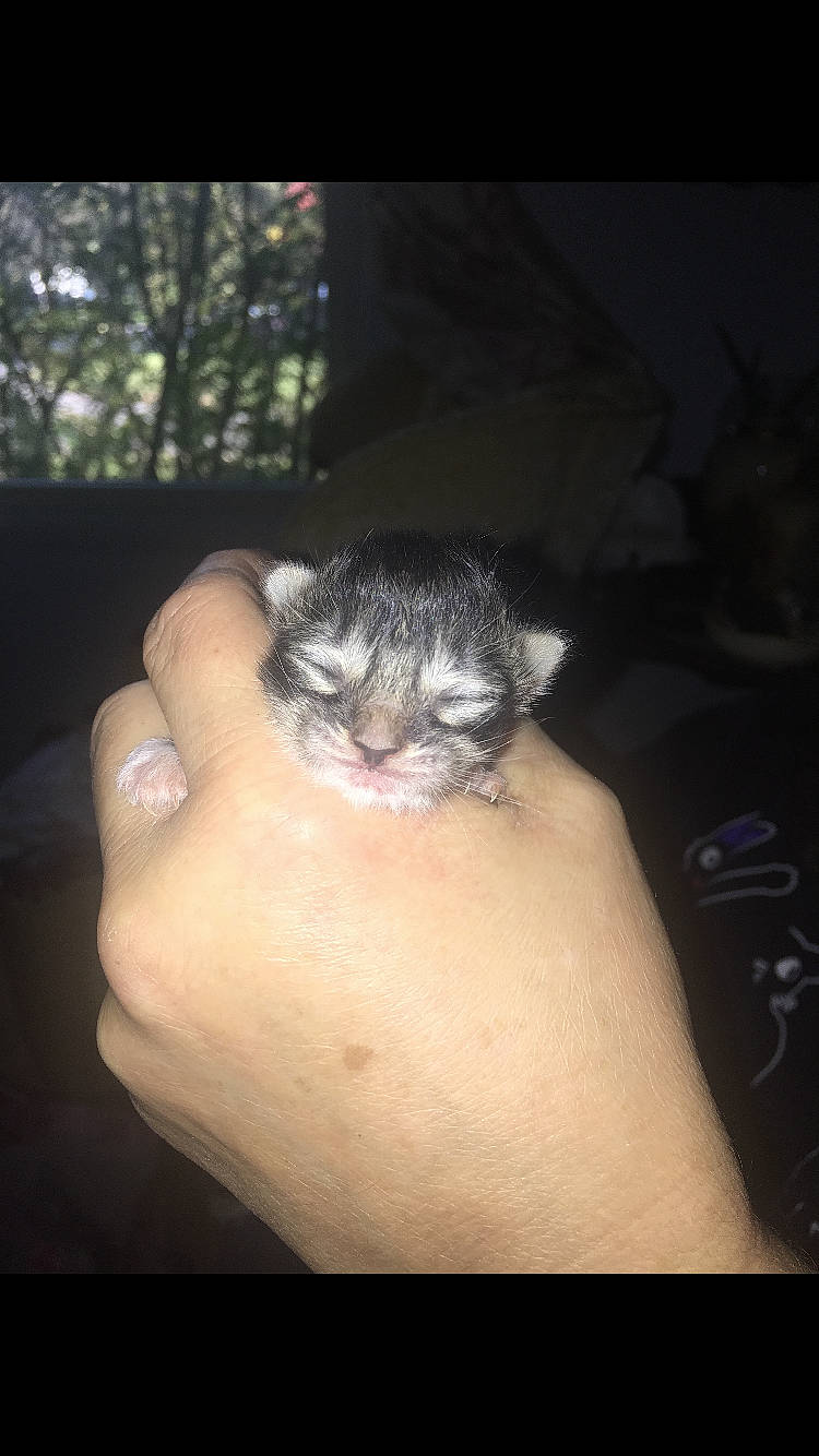 Benicio is registered to the contest to win money with this photo: bat, carnivore, cat, darkness, felidae, flesh, fur, gesture, nail, paw, rodent, small_to_medium_sized_cats, tail, terrestrial_animal, thumb, whiskers, wrist