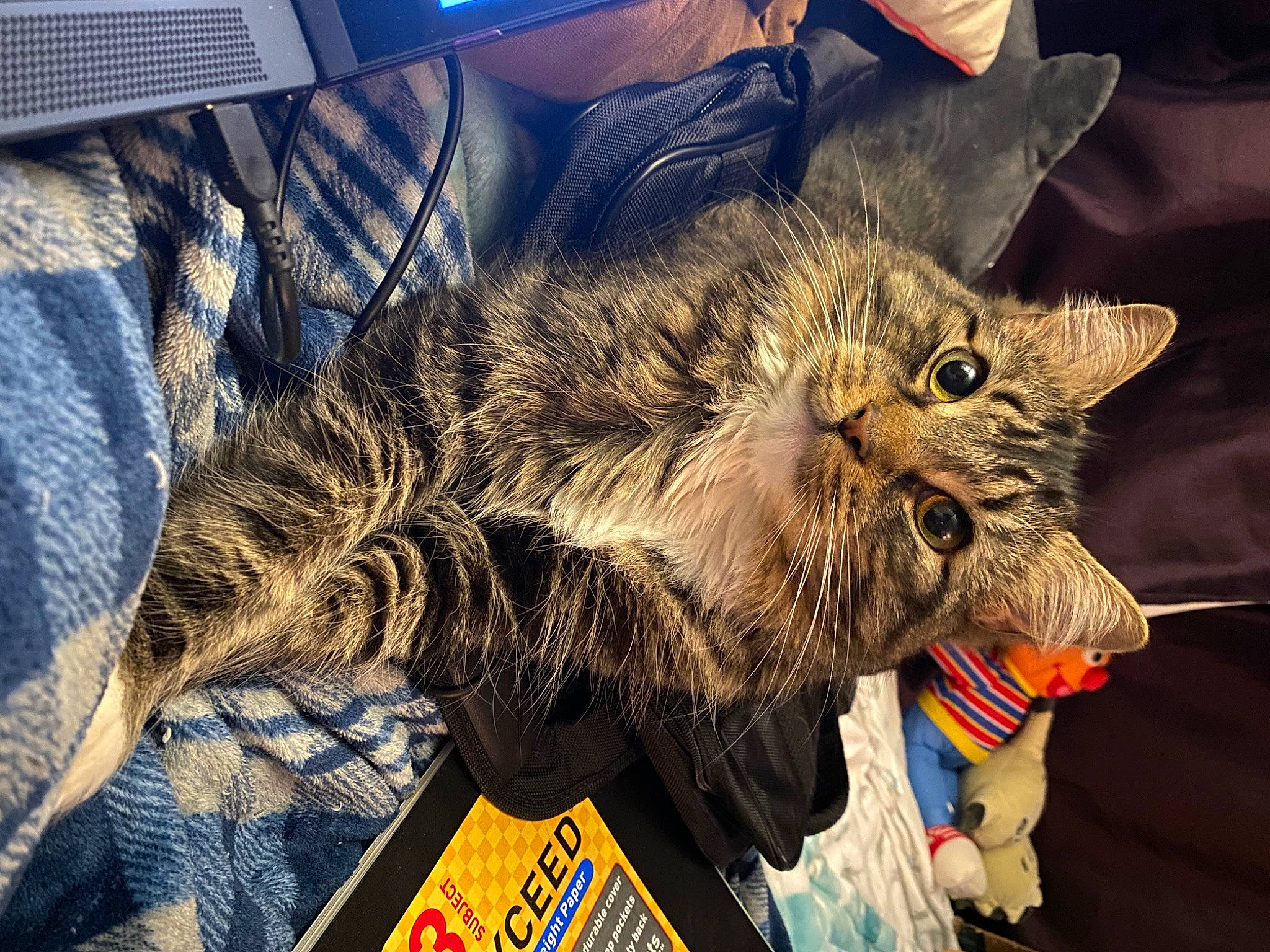 Benicio joined the competition — help win amazing prizes! bag, carnivore, cat, claw, comfort, computer_keyboard, couch, domestic_short_haired_cat, event, felidae, fur, lap, laptop, luggage_and_bags, metal, paw, small_to_medium_sized_cats, tail, terrestrial_animal, whiskers