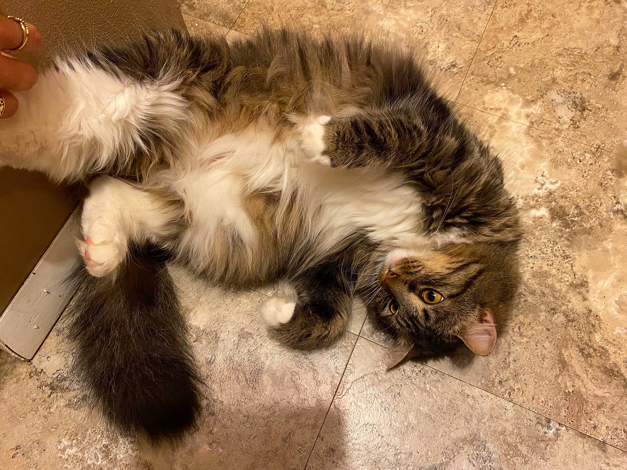 Benicio is registered to the contest to win money with this photo: carnivore, cat, claw, comfort, dog_breed, felidae, foot, fur, maine_coon, nap, norwegian_forest_cat, paw, small_to_medium_sized_cats, snout, tail, terrestrial_animal, toe, whiskers