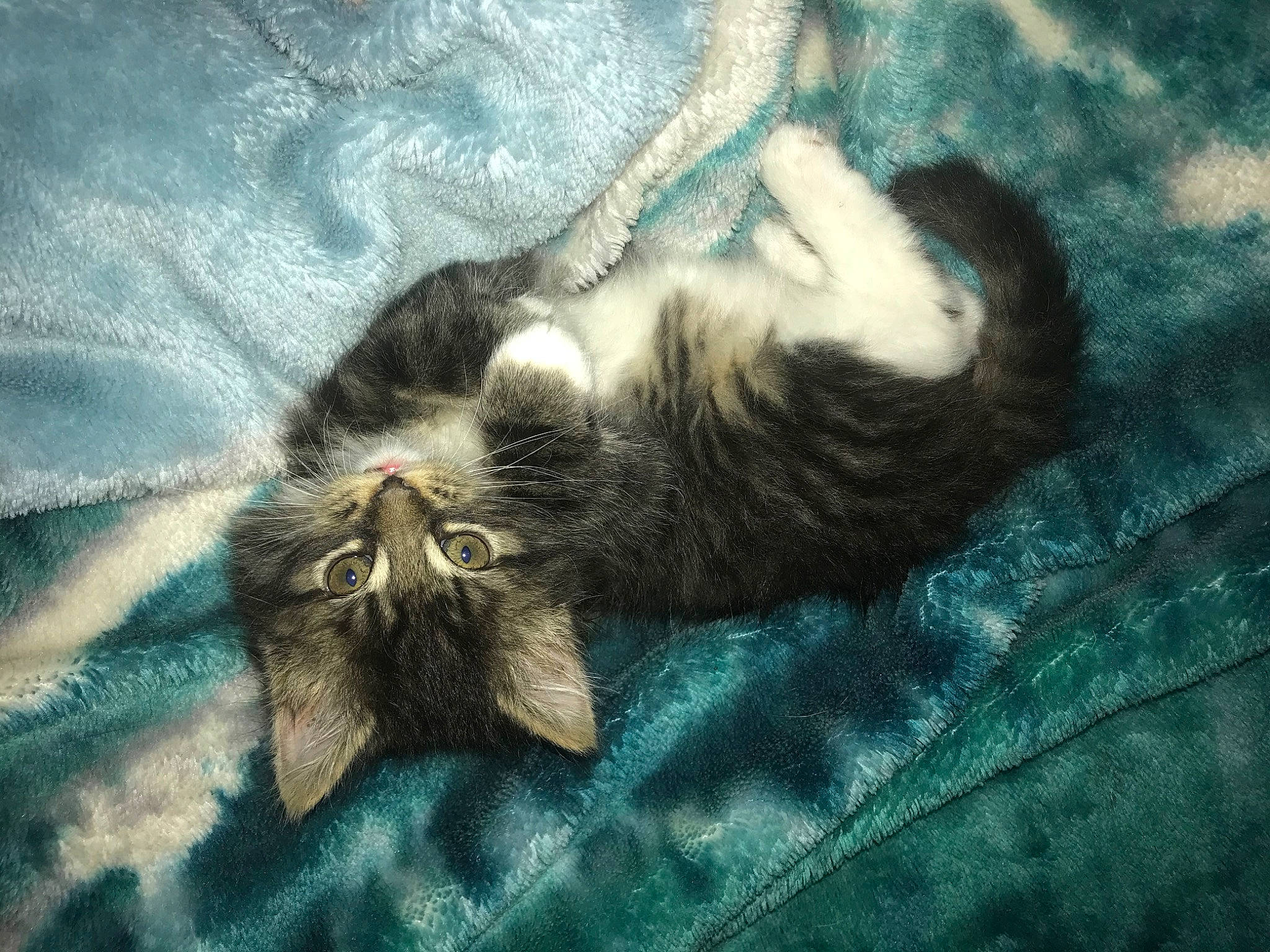 Benicio is registered to the contest to win money with this photo: carnivore, cat, comfort, darkness, domestic_short_haired_cat, electric_blue, felidae, fur, grass, grey, linens, pattern, paw, small_to_medium_sized_cats, tail, terrestrial_animal, vertebrate, whiskers