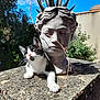 kitten, cat, stone_bust, sculpture, outdoor, sunlight, shadow, plant, vine, blue_sky, wall, texture, black_and_white, curious, animal, portrait, nature, daylight, stone_surface, decor