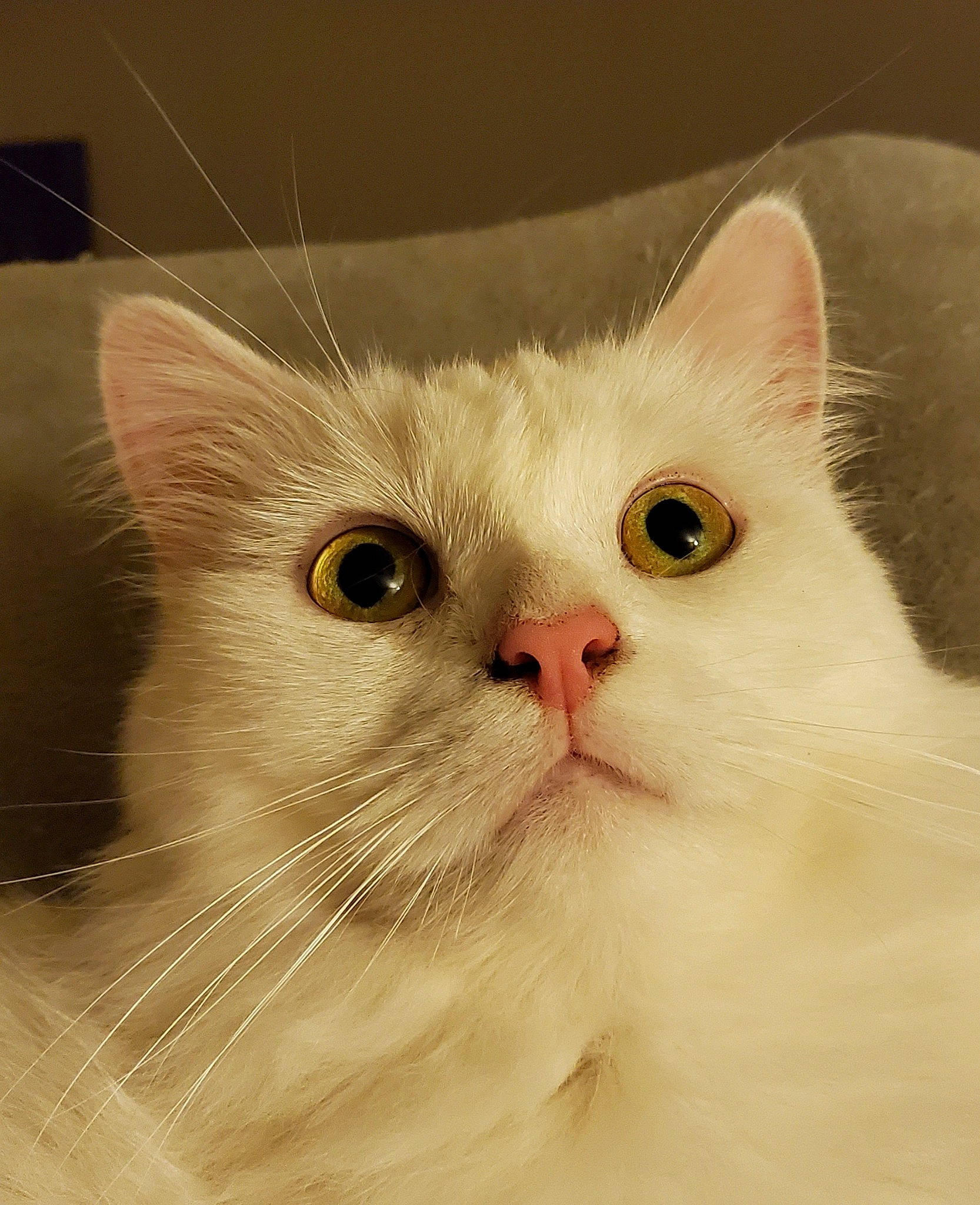 Mortimer a rejoint le concours — aidez-le/la à gagner de superbes lots ! carnivore, cat, domestic_short_haired_cat, ear, felidae, fur, head, iris, paw, small_to_medium_sized_cats, snout, terrestrial_animal, whiskers