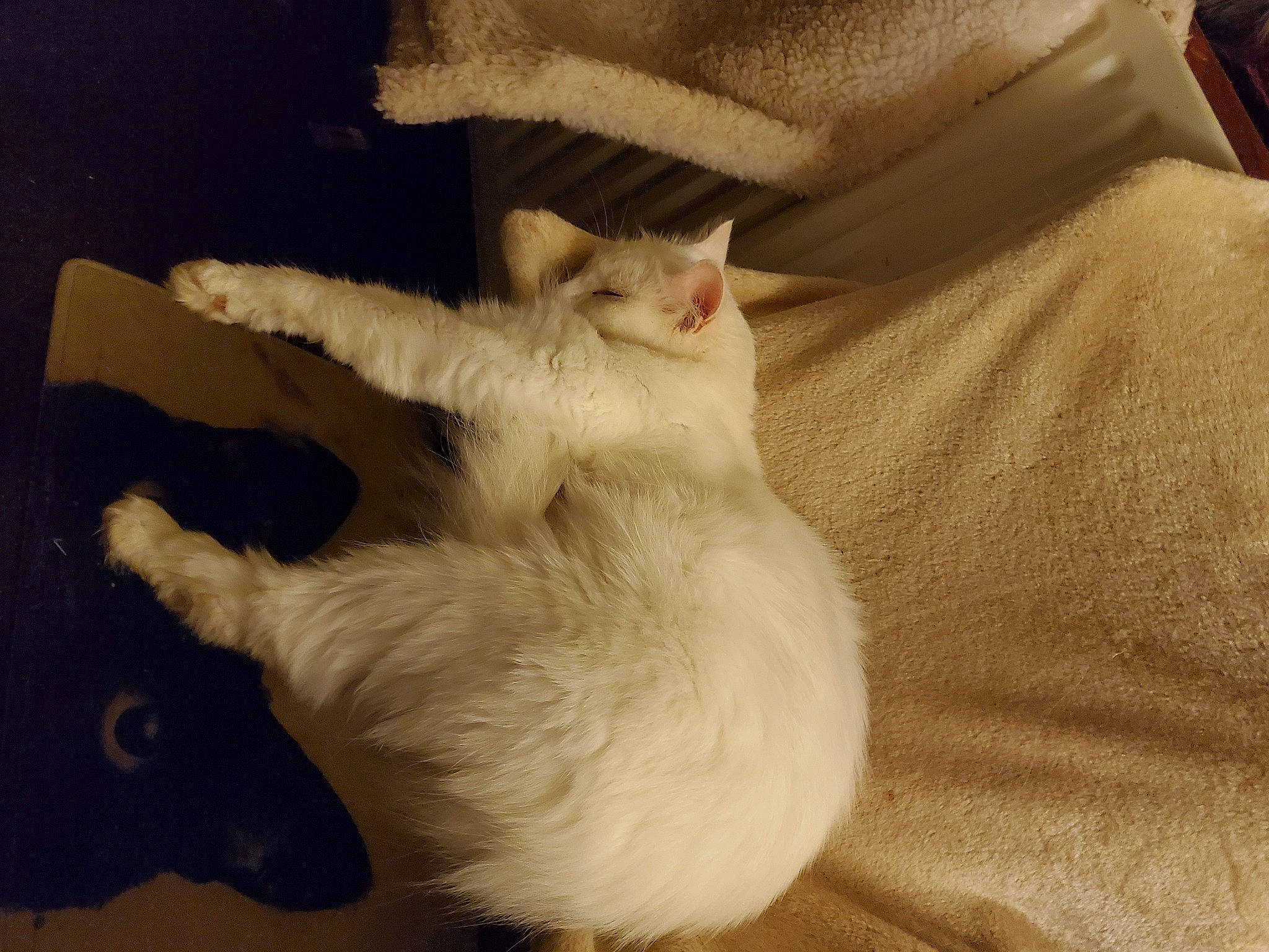 Mortimer a rejoint le concours — aidez-le/la à gagner de superbes lots ! canidae, carnivore, cat, claw, comfort, domestic_short_haired_cat, fawn, felidae, flooring, foot, fur, hardwood, paw, small_to_medium_sized_cats, snout, tail, whiskers, wood