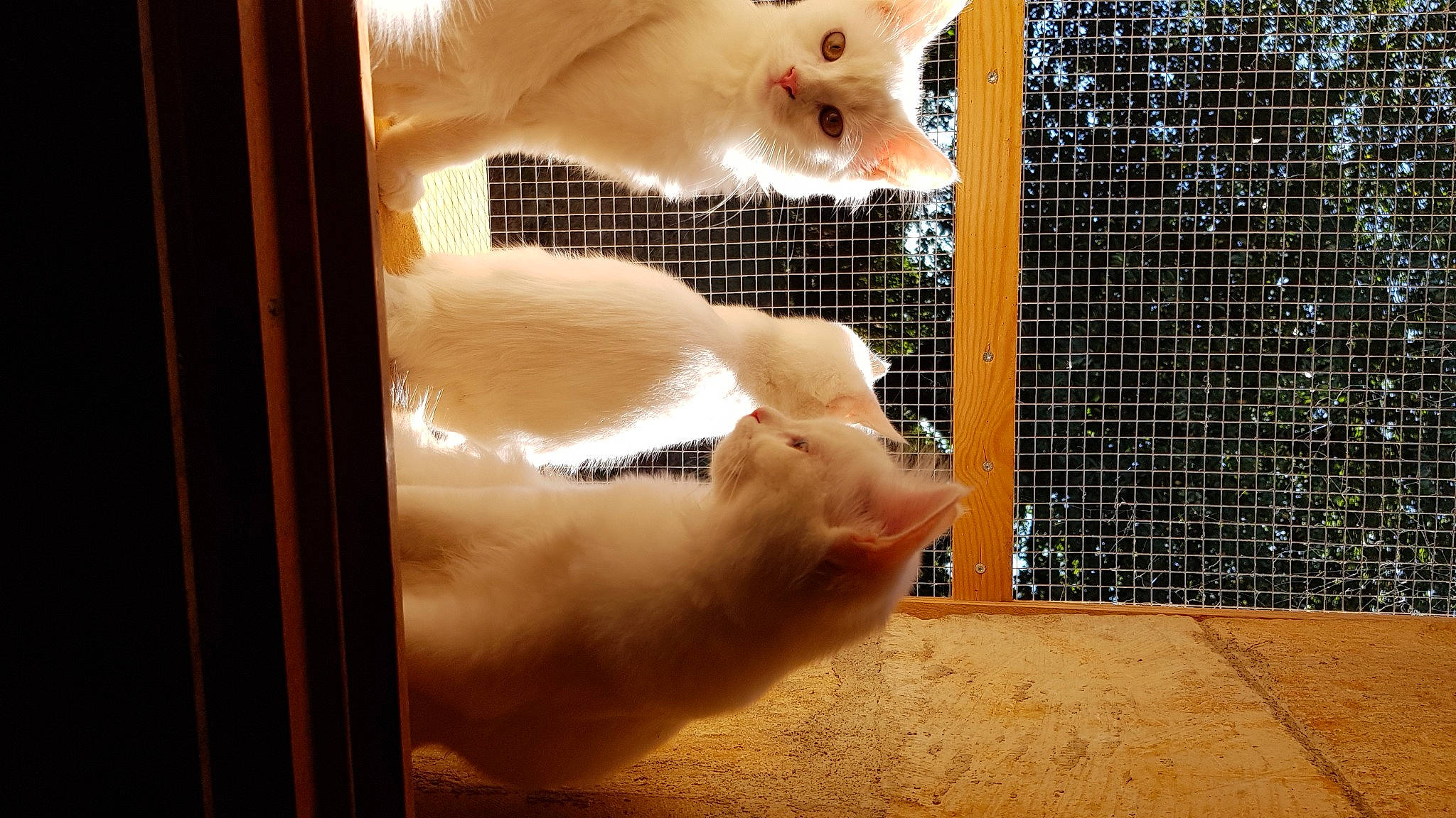 Mortimer participe au concours pour gagner de l'argent avec cette photo : animal_shelter, cage, canidae, cat, domestic_pig, fawn, felidae, fur, livestock, mesh, paw, pet_supply, recreation, service, small_to_medium_sized_cats, snout, suidae, tail, terrestrial_animal, whiskers