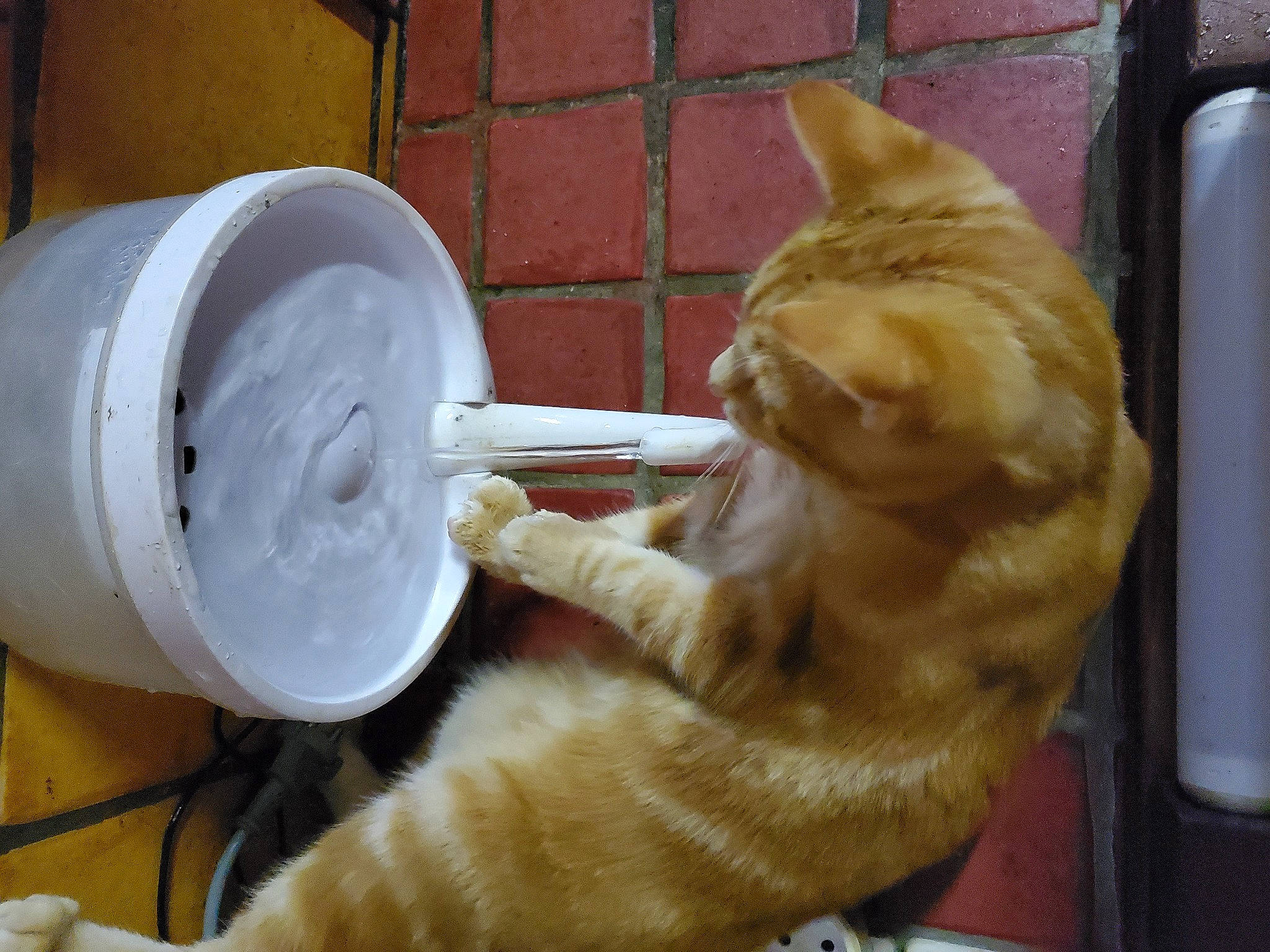 Mickaël a rejoint le concours — aidez-le/la à gagner de superbes lots ! canidae, carnivore, cat, cat_supply, comfort, companion_dog, dog_breed, domestic_short_haired_cat, fawn, felidae, fur, mammal, paw, small_to_medium_sized_cats, snout, sporting_group, tail, vertebrate, whiskers, wood