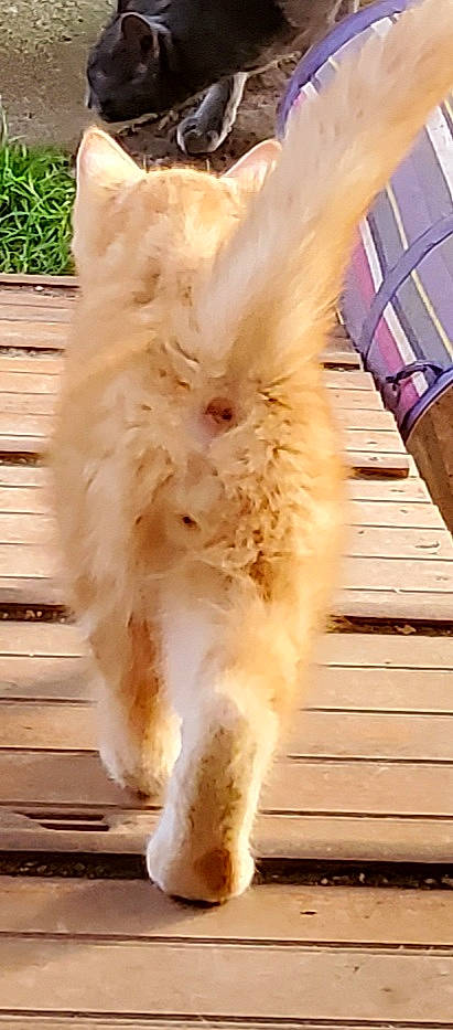 Mickaël participe au concours pour gagner de l'argent avec cette photo : beak, canidae, carnivore, claw, companion_dog, dog_breed, door, fawn, feather, fur, hardwood, paw, plant, snout, sporting_group, tail, whiskers, window, wing, wood