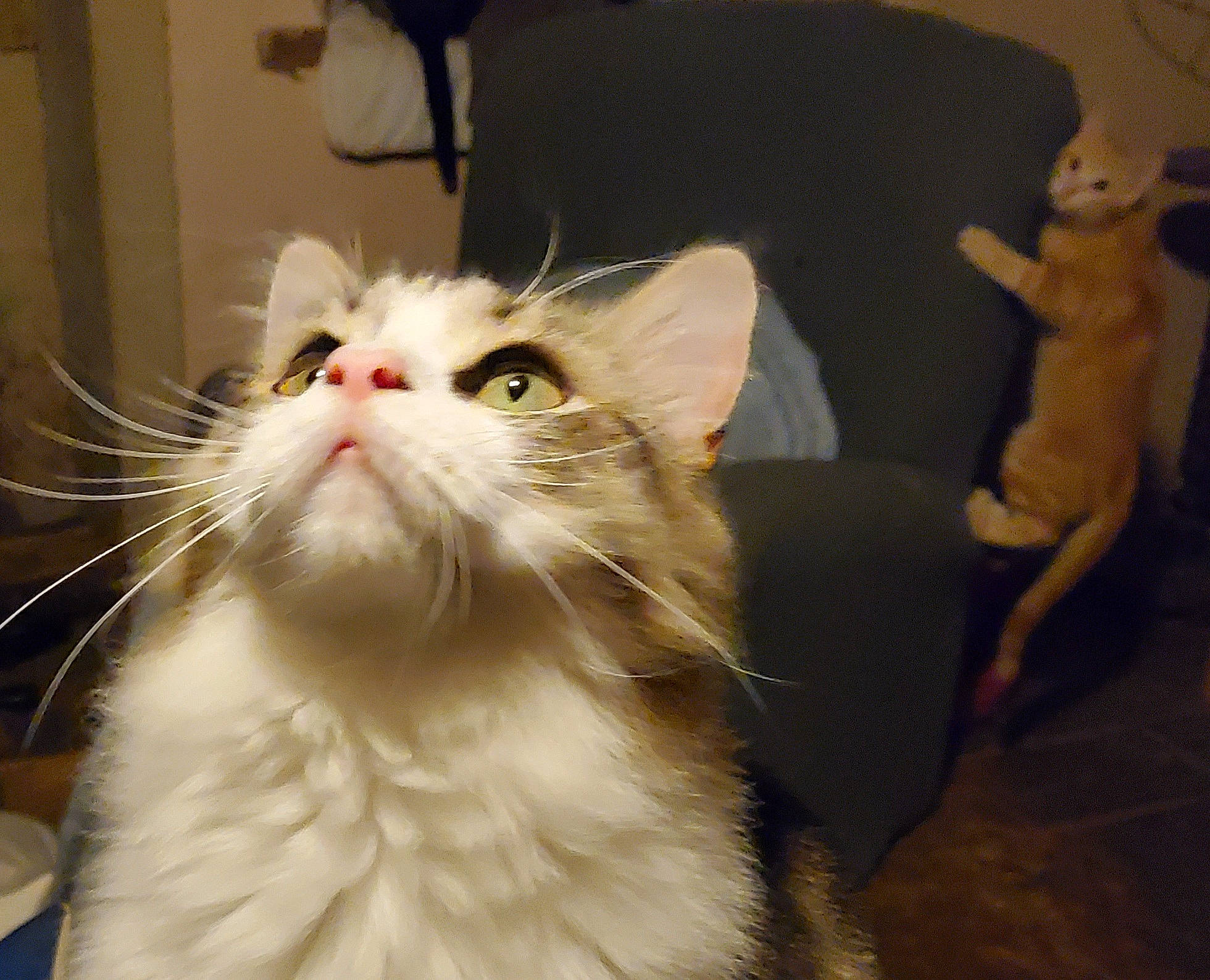 Mickaël a rejoint le concours — aidez-le/la à gagner de superbes lots ! carnivore, cat, comfort, fawn, felidae, fur, paw, small_to_medium_sized_cats, snout, whiskers