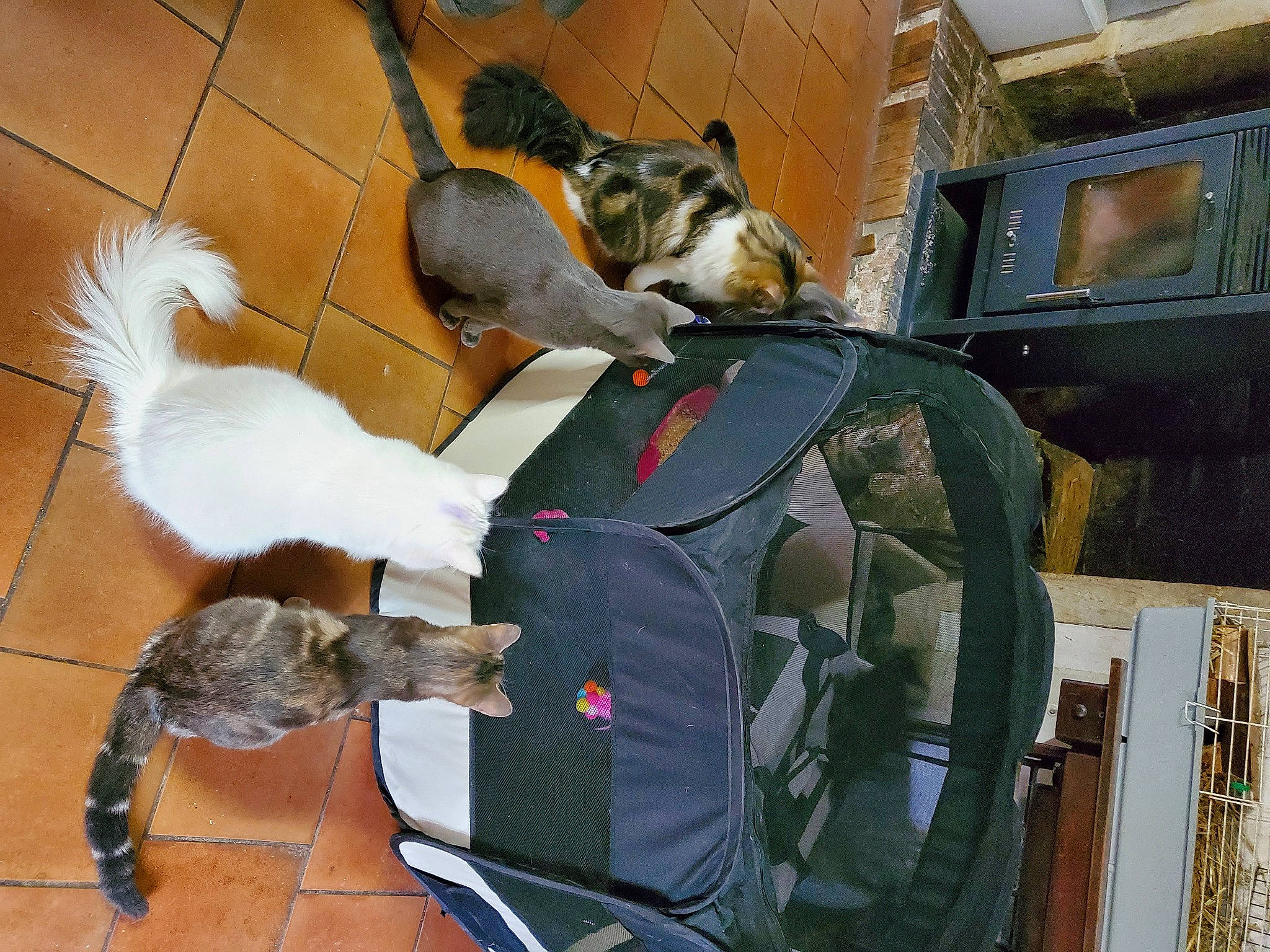 Lysandre Marceau Liselotte a rejoint le concours — aidez-le/la à gagner de superbes lots ! bag, canidae, carnivore, cat, collar, comfort, companion_dog, dog_breed, fawn, felidae, flooring, fur, hardwood, luggage_and_bags, pet_supply, small_to_medium_sized_cats, sporting_group, tail, whiskers, wood