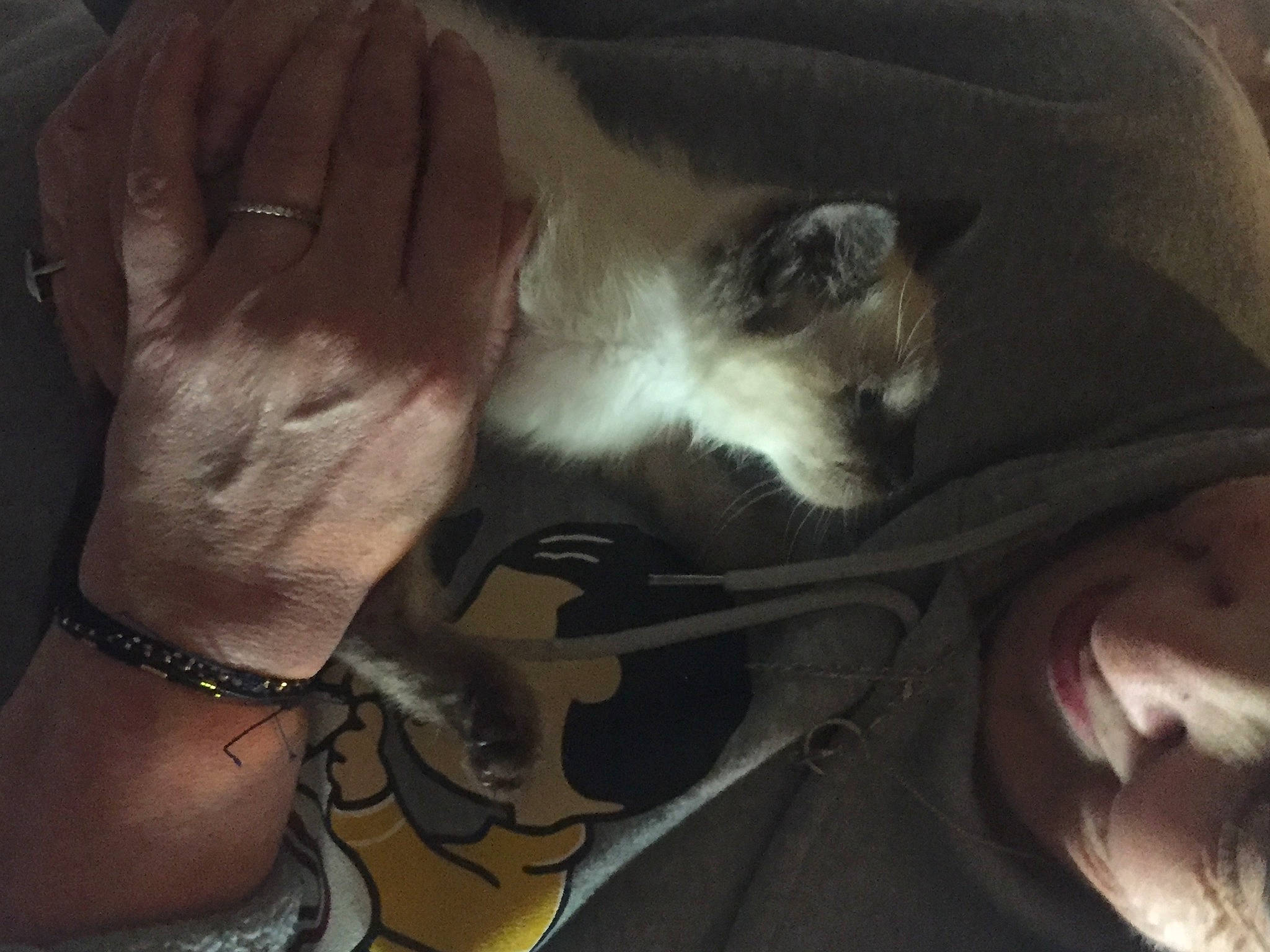 Lysandre Marceau Liselotte participe au concours pour gagner de l'argent avec cette photo : beard, carnivore, cat, chest, comfort, domestic_short_haired_cat, ear, fawn, felidae, finger, fur, gesture, hand, nail, paw, small_to_medium_sized_cats, snout, thumb, whiskers, wrist