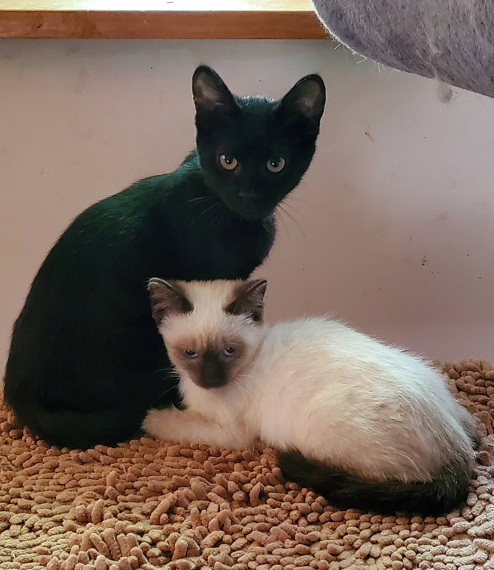 Lysandre Marceau Liselotte a rejoint le concours — aidez-le/la à gagner de superbes lots ! balinese, carnivore, cat, cat_furniture, cat_supply, comfort, domestic_short_haired_cat, eye, fawn, felidae, fur, iris, paw, sitting, small_to_medium_sized_cats, snout, tail, terrestrial_animal, whiskers, window