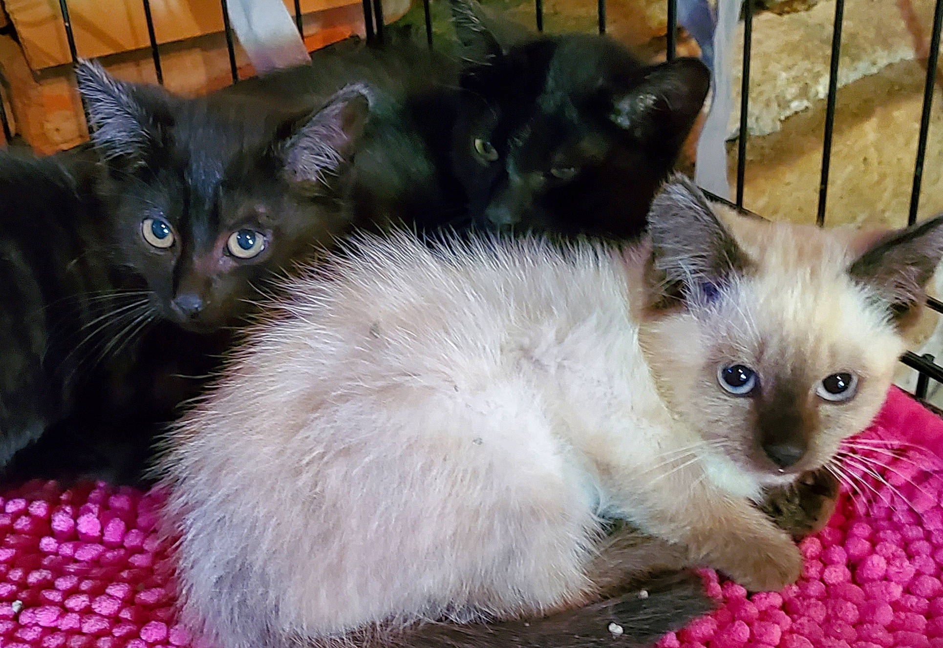 Lysandre Marceau Liselotte