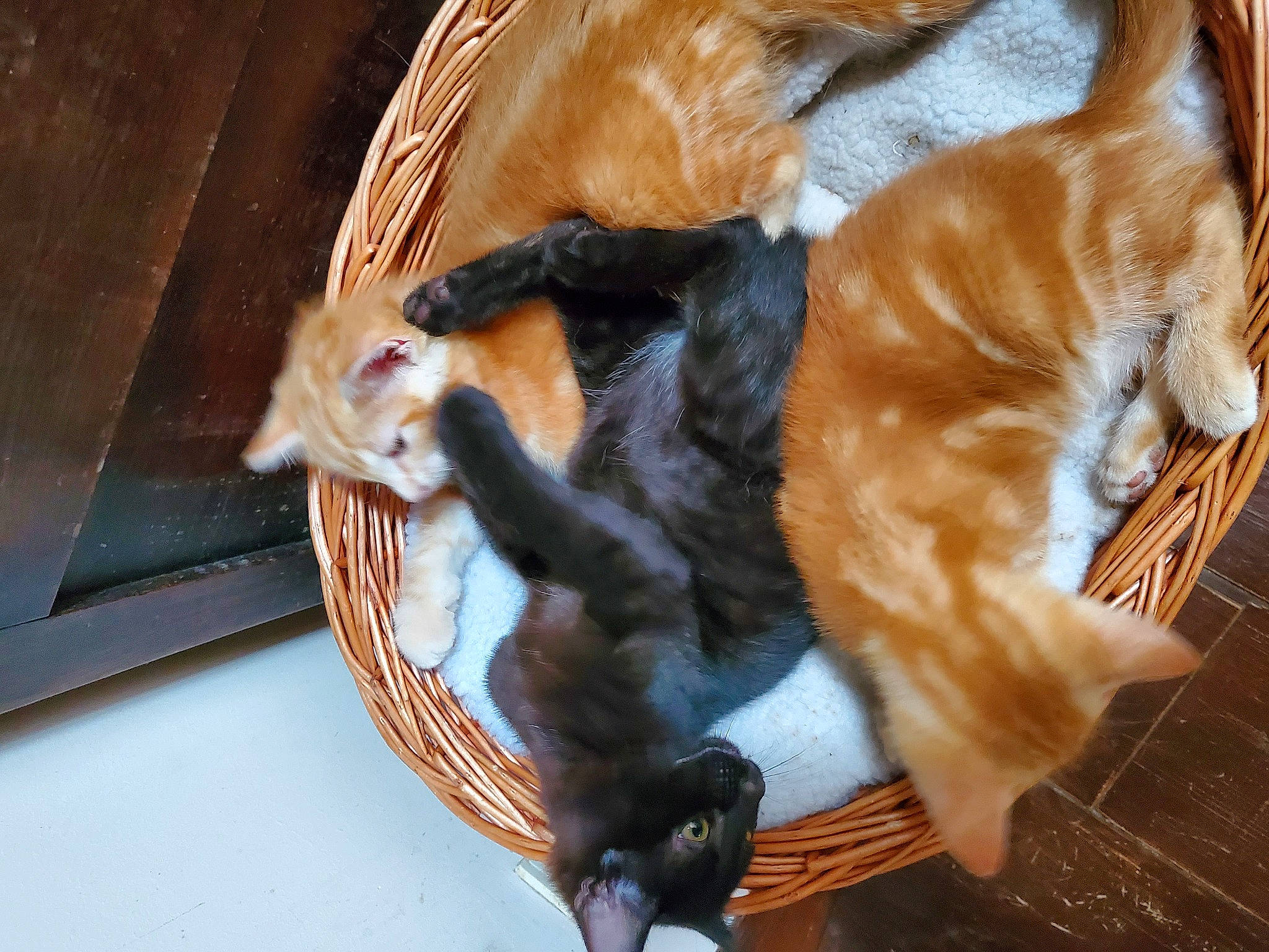 Lazare a rejoint le concours — aidez-le/la à gagner de superbes lots ! brown, canidae, carnivore, cat, claw, comfort, companion_dog, dog_breed, domestic_short_haired_cat, fawn, felidae, fur, hardwood, paw, small_to_medium_sized_cats, snout, sporting_group, tail, whiskers, wood