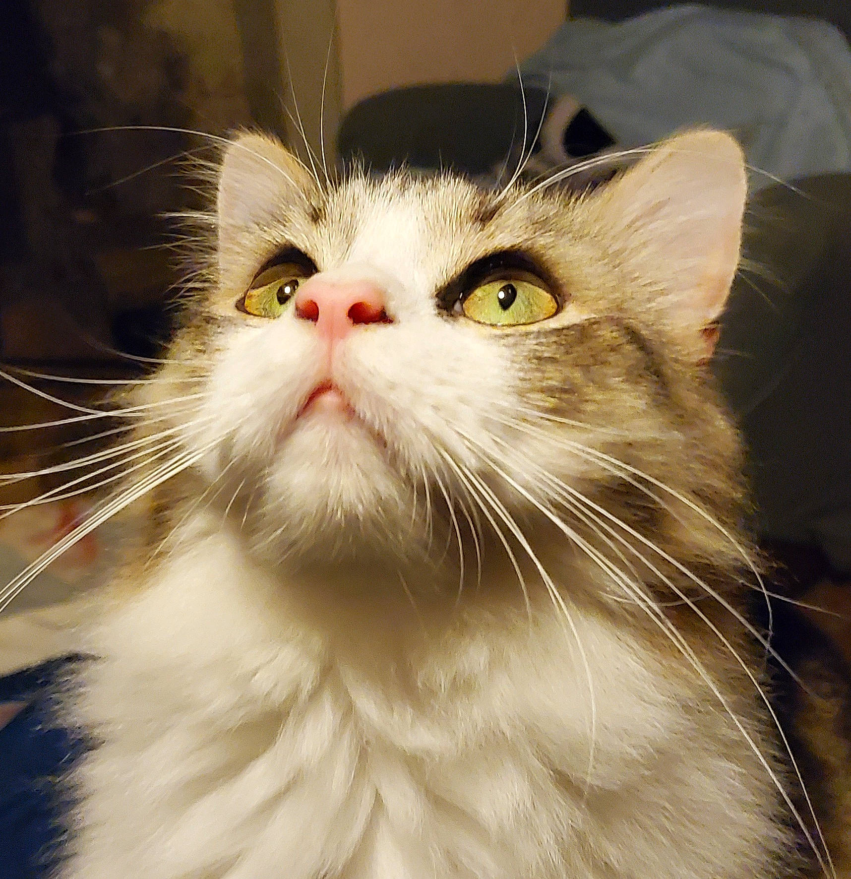 Lazare a rejoint le concours — aidez-le/la à gagner de superbes lots ! carnivore, cat, felidae, fur, plant, small_to_medium_sized_cats, snout, terrestrial_animal, whiskers, window