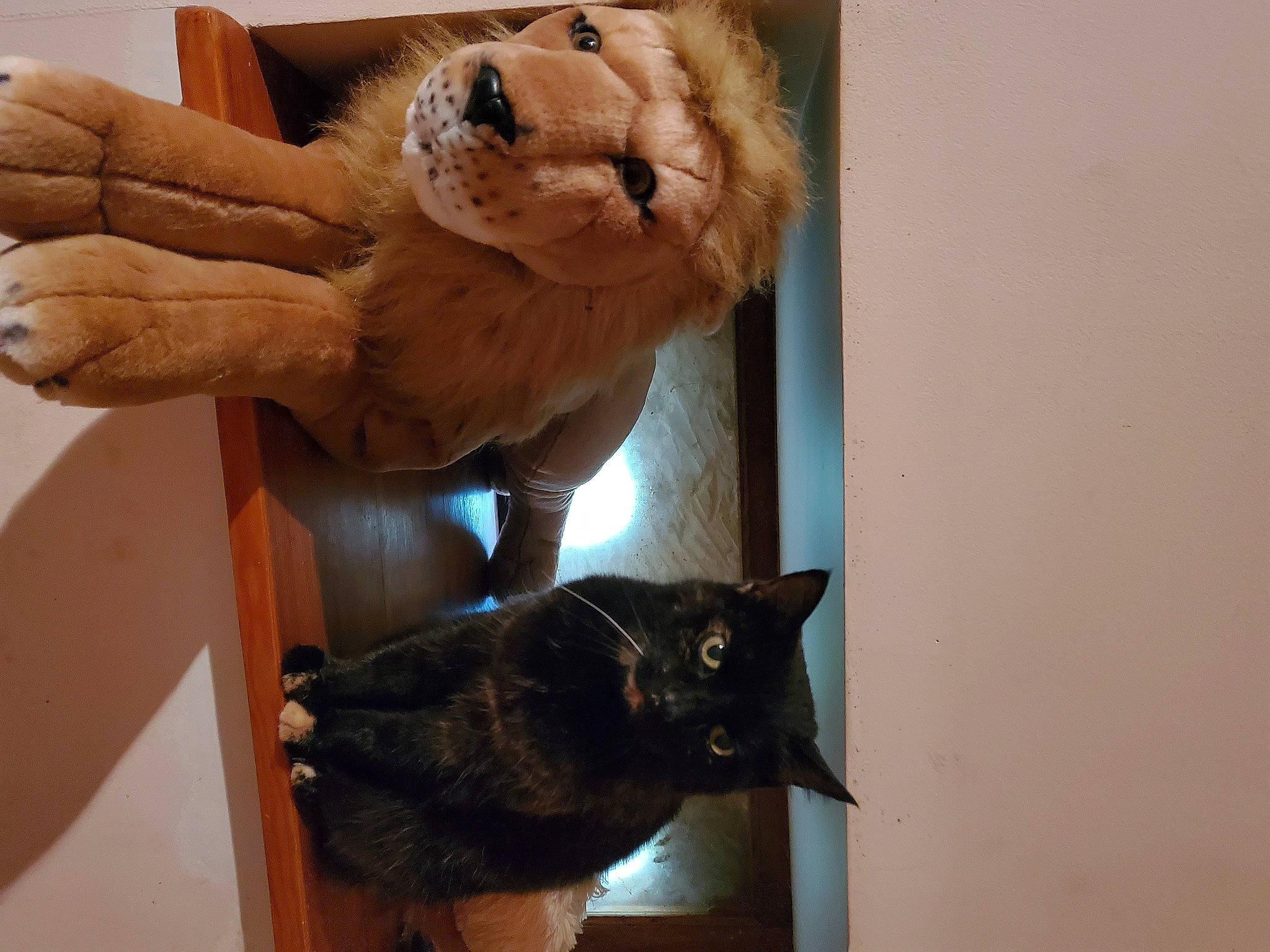 Lola participe au concours pour gagner de l'argent avec cette photo : art, carnivore, cat, cat_supply, companion_dog, domestic_short_haired_cat, fawn, felidae, fur, gesture, mammal, room, small_to_medium_sized_cats, snout, stuffed_toy, tail, toy, whiskers, wood, working_animal