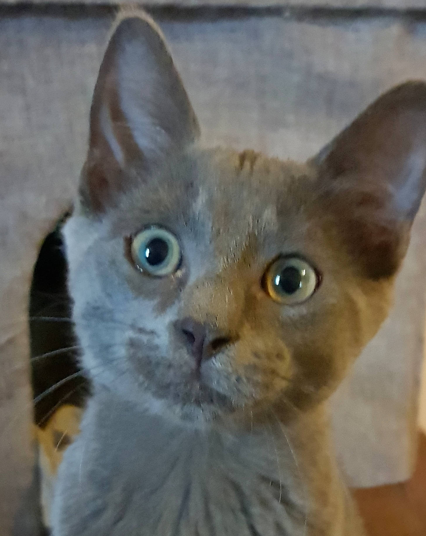 Léopold participe au concours pour gagner de l'argent avec cette photo : beige, brown, carnivore, cat, curious, domestic_short_haired_cat, fawn, felidae, grey, iris, kitten, pet_supply, skin, small_to_medium_sized_cats, snapshot, snout, terrestrial_animal, vertebrate, whiskers