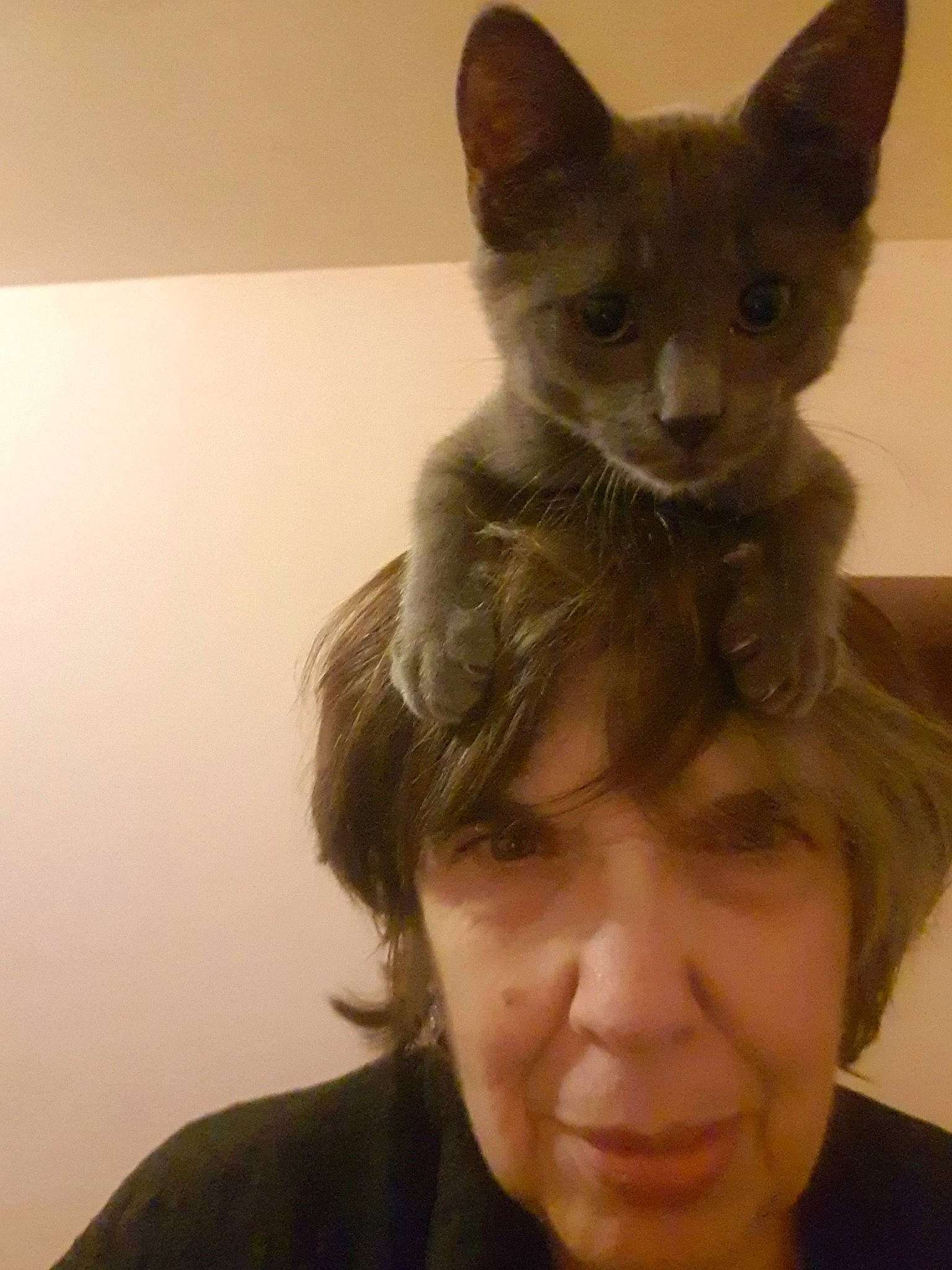 Léopold a rejoint le concours — aidez-le/la à gagner de superbes lots ! carnivore, cat, cat_furniture, cheek, chin, costume_accessory, domestic_short_haired_cat, felidae, fur, iris, jaw, kitten, mammal, selfie, small_to_medium_sized_cats, snout, vertebrate, whiskers