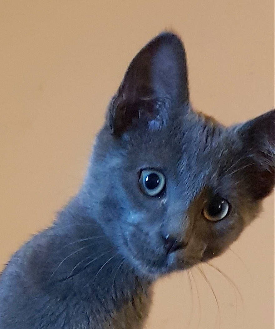 Léopold participe au concours pour gagner de l'argent avec cette photo : black, carnivore, cat, close_up, domestic_short_haired_cat, felidae, fur, grey, iris, kitten, korat, russian_blue, small_to_medium_sized_cats, snout, terrestrial_animal, vertebrate, whiskers