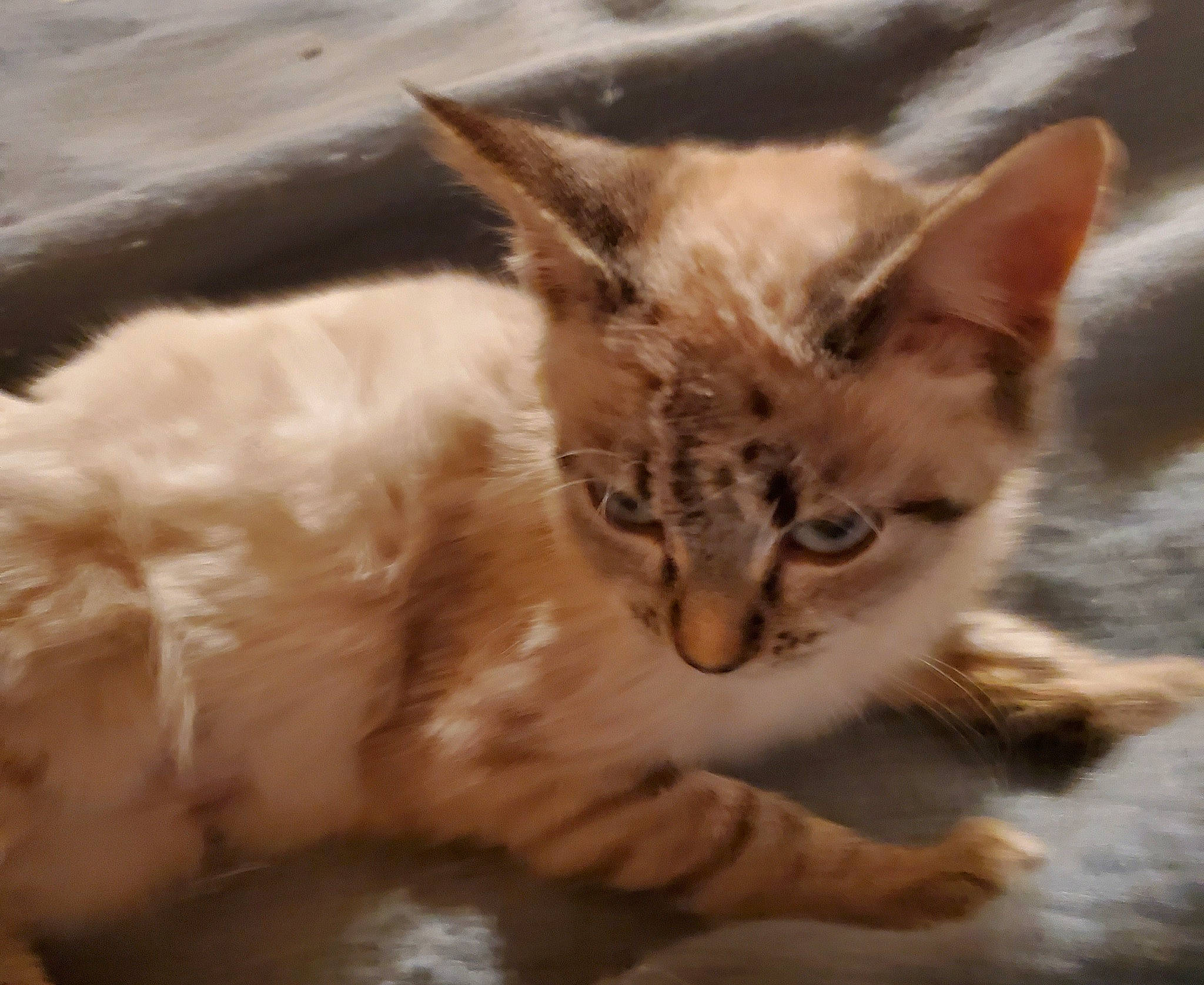 Myriam a rejoint le concours — aidez-le/la à gagner de superbes lots ! carnivore, cat, cat_supply, claw, domestic_short_haired_cat, fawn, felidae, fur, paw, small_to_medium_sized_cats, tail, terrestrial_animal, vertebrate, whiskers