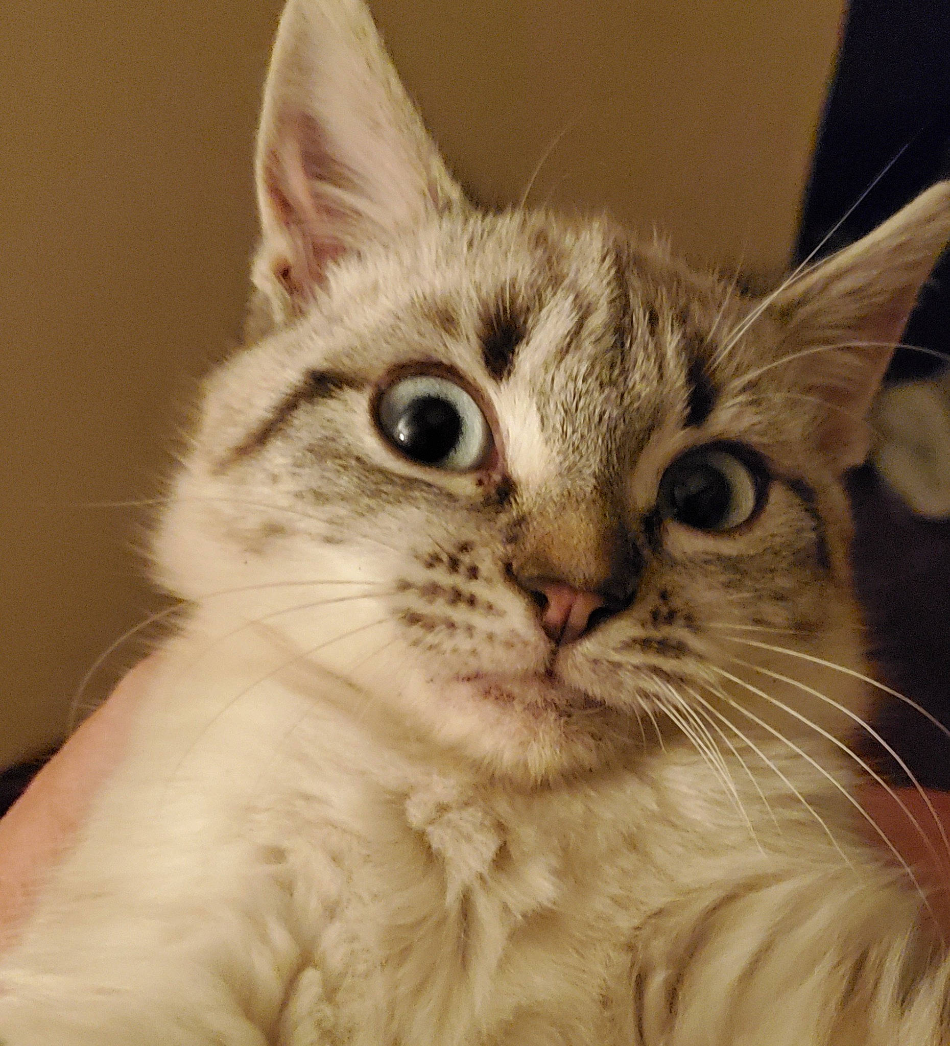 Myriam participe au concours pour gagner de l'argent avec cette photo : carnivore, cat, claw, comfort, domestic_short_haired_cat, ear, felidae, fur, iris, maine_coon, paw, small_to_medium_sized_cats, snout, whiskers